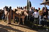 084 Fiera Zootecnica di Serina 2019